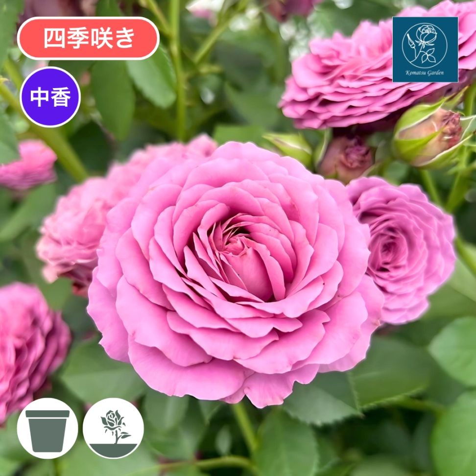 バラ苗 予約新苗 2026 ルナリィ Lunaly 国産ノイバラ台木使用 | 予約新