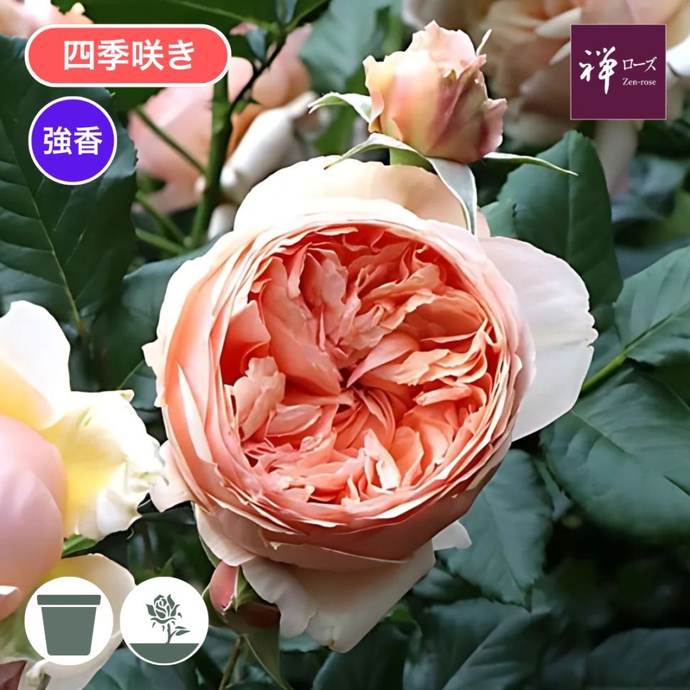 バラ苗 予約新苗 2026 真宙 まそら Masora 国産ノイバラ台木使用