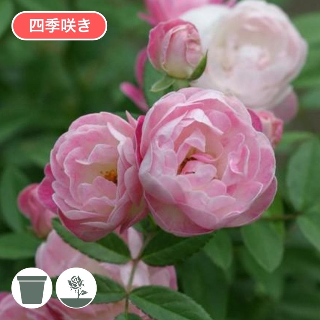 バラ苗 予約新苗 2026 ピンク マザーズディ Pink Mothersday 国産