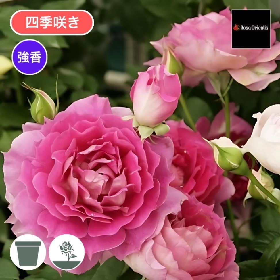 バラ苗 予約新苗 2026 シェエラザード Sheherazad 国産ノイバラ台木