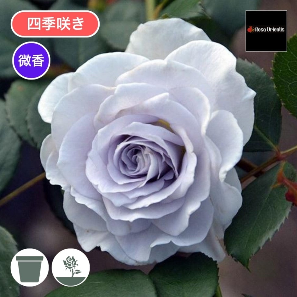 バラ苗 予約新苗 2026 ブルー グラビティー Blue gravity 国産ノイバラ