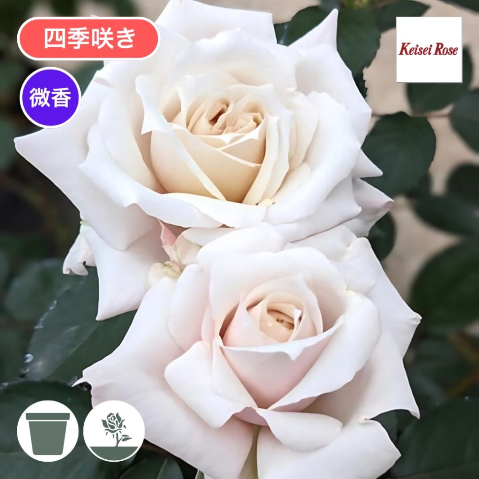 バラ苗 予約新苗 2026 希成 きなり Kinari 国産ノイバラ台木使用