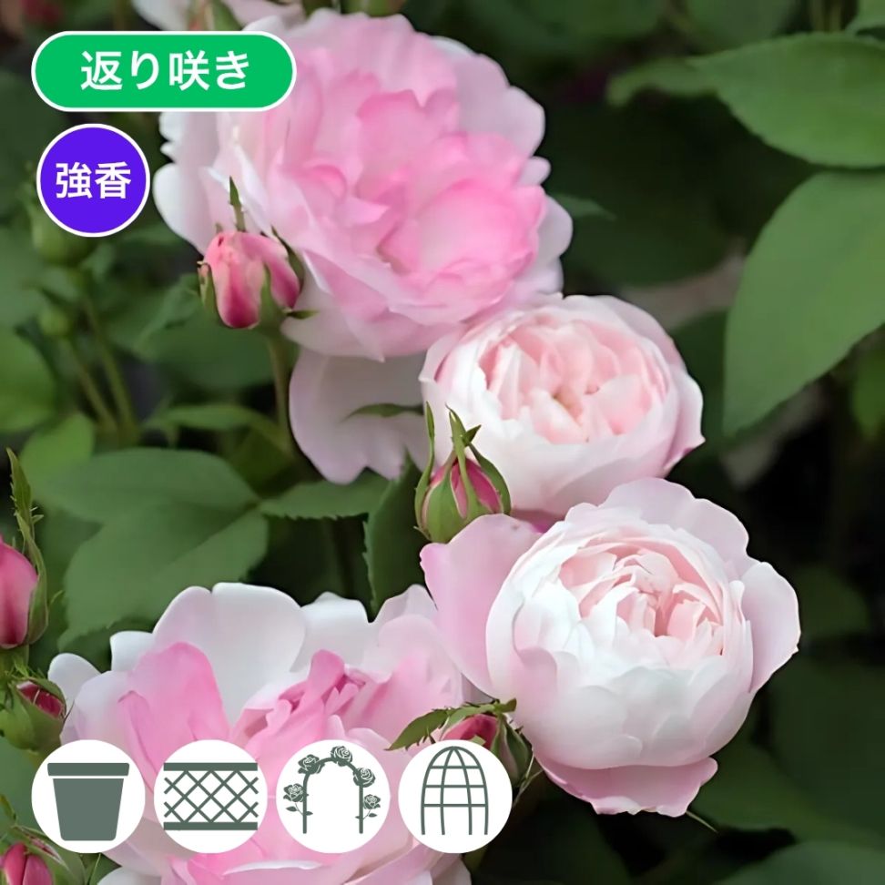 バラ苗 大苗 2026 マダム ピエール オジェ 国産ノイバラ台木使用