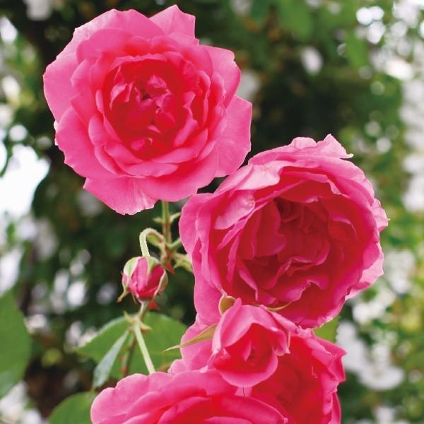 バラ苗 大苗 2026 パレード Parade 国産ノイバラ台木使用 | 大苗 2026