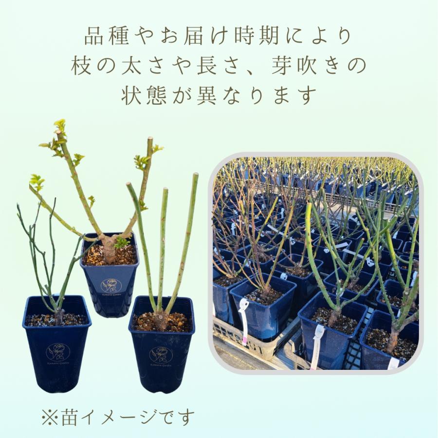 バラ苗 大苗 2026 ブラス バンド Brass Band 国産ノイバラ台木使用