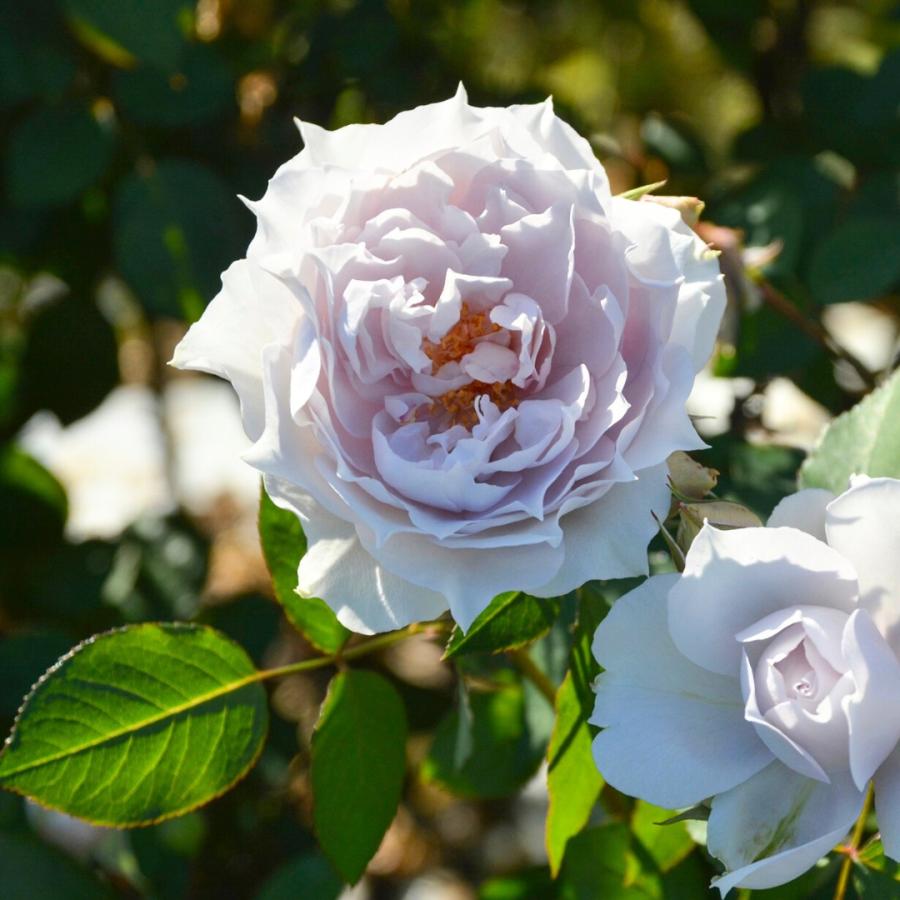 バラ苗 大苗 2026 ザ セレスティアル The Celestial 国産ノイバラ台木