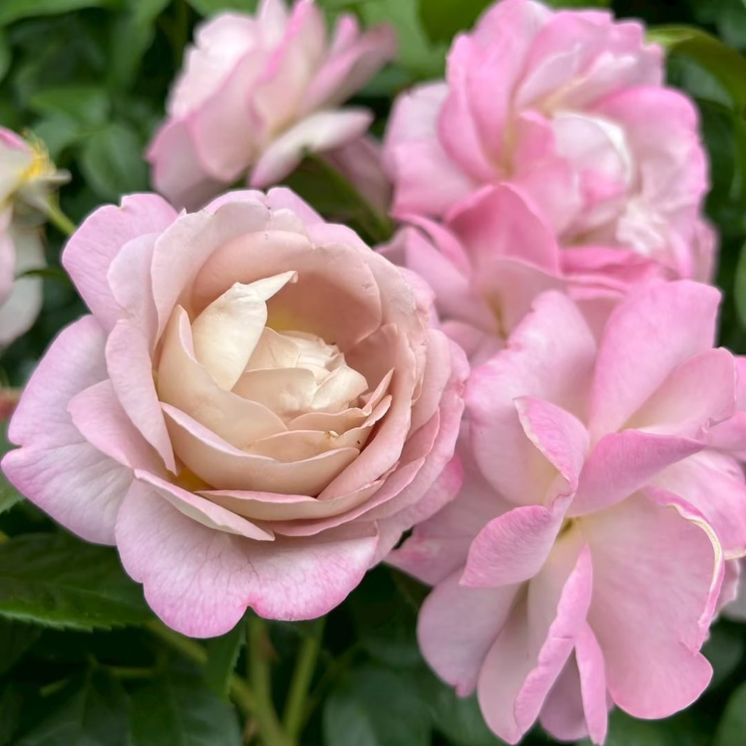 バラ苗 予約新苗 2026 キャメル Camel 国産ノイバラ台木使用 | 予約新