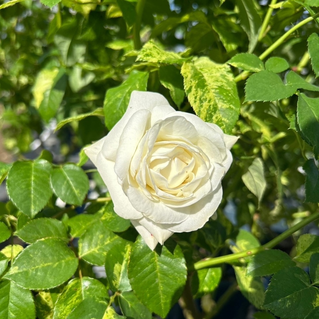 バラ苗 予約新苗 2026 ファースト フロスト first frost 国産ノイバラ