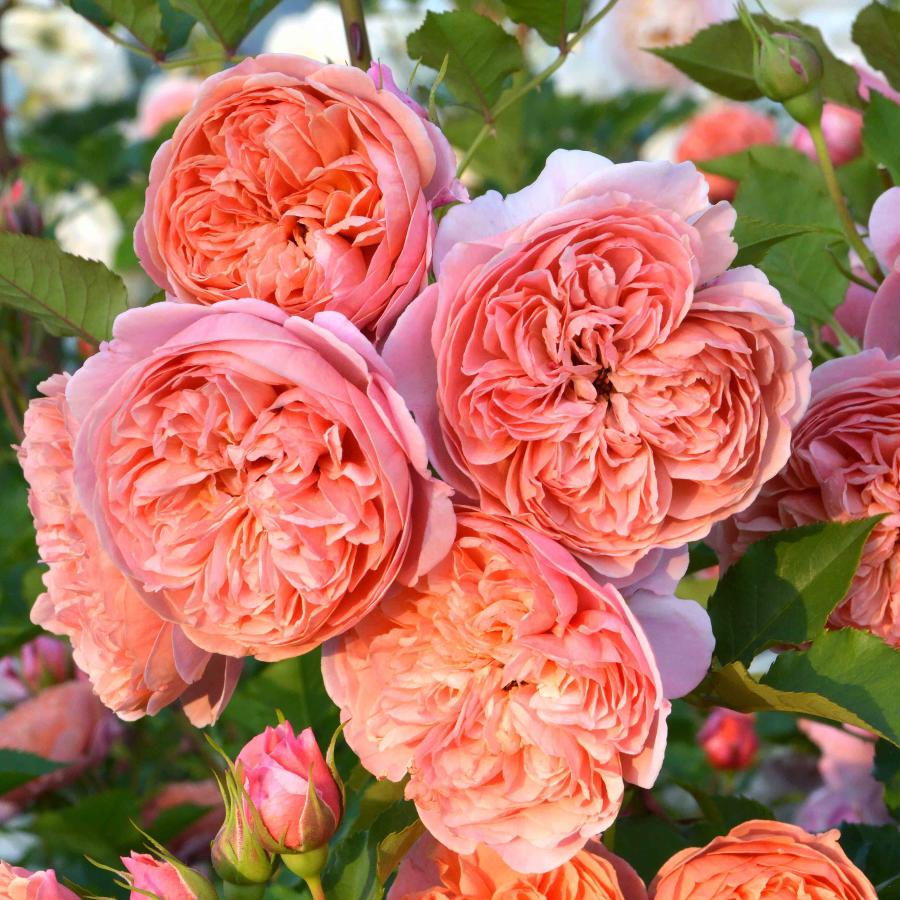 バラ苗 大苗 2026 シルクロード Silk Road 国産ノイバラ台木使用