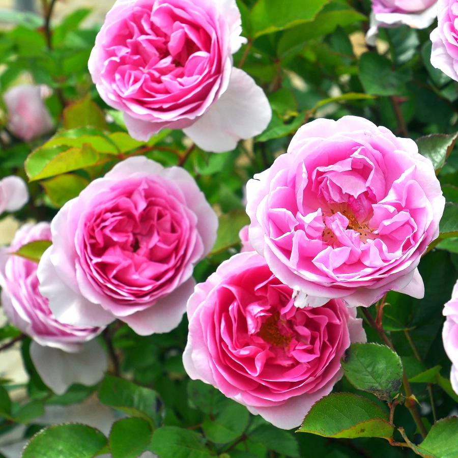 バラ苗 大苗 2026 ピクシー Pixie 国産ノイバラ台木使用 | 大苗 2026