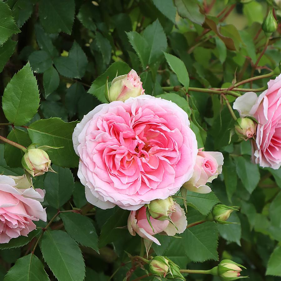 バラ苗 大苗 2026 アミ ロマンティカ Amie Romantica 国産ノイバラ台木