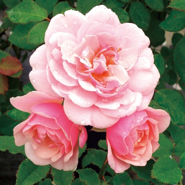 バラ苗 図鑑 キティーズ ローズ Kitty's Rose 国産ノイバラ台木使用