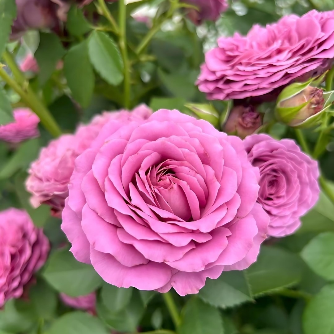 3_000000004692.jpg?1755139170