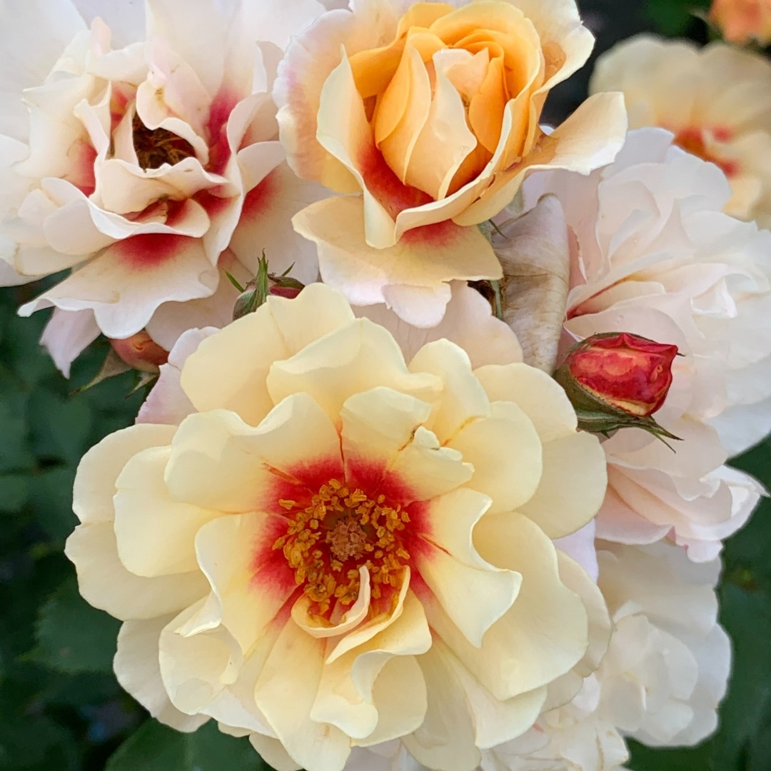 1_000000004596.jpg?1753429262