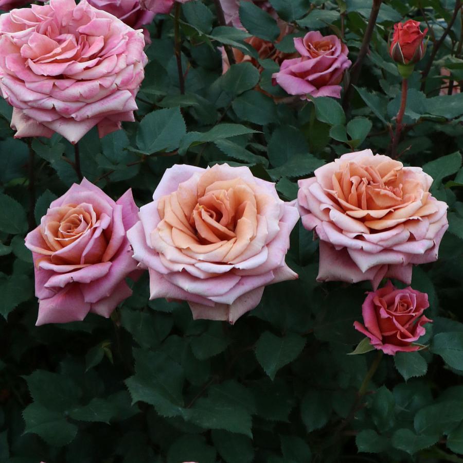 バラ苗 予約新苗 2026 禅 ぜん Zen 国産ノイバラ台木使用 | 予約新苗