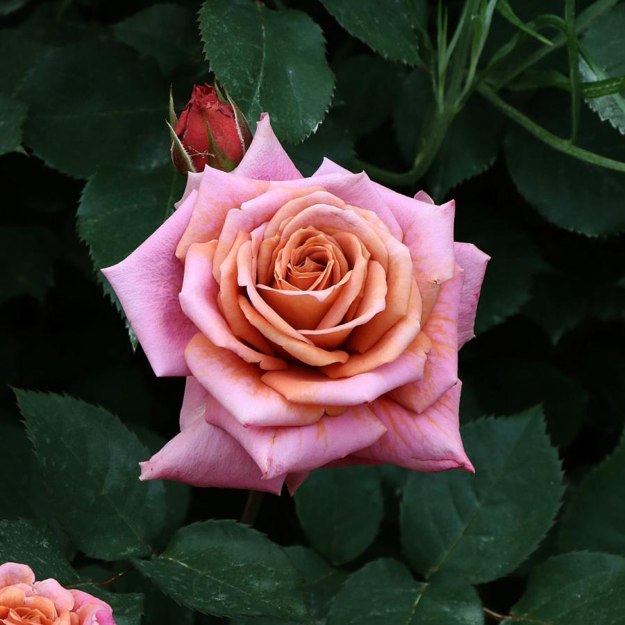 バラ苗 予約新苗 2026 禅 ぜん Zen 国産ノイバラ台木使用 | 予約新苗