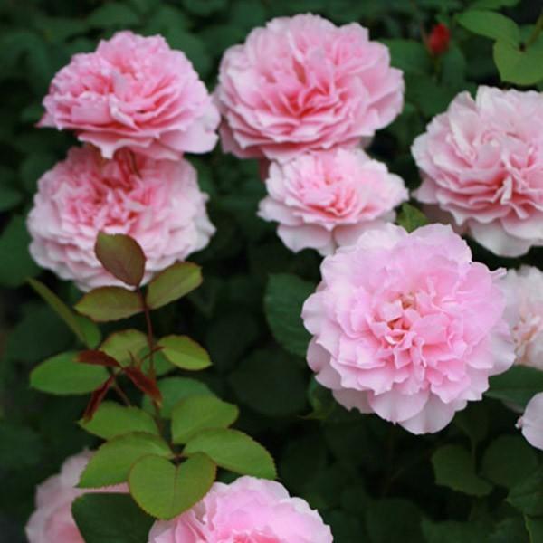 バラ苗 スタンダードローズ 2026 ヒーリング STD 1.2m 国産ノイバラ台