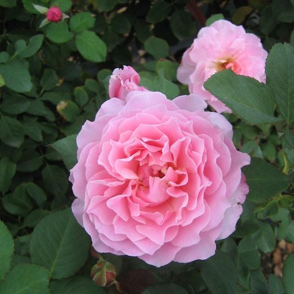 バラ苗 スタンダードローズ 2026 ヒーリング STD 1.2m 国産ノイバラ台