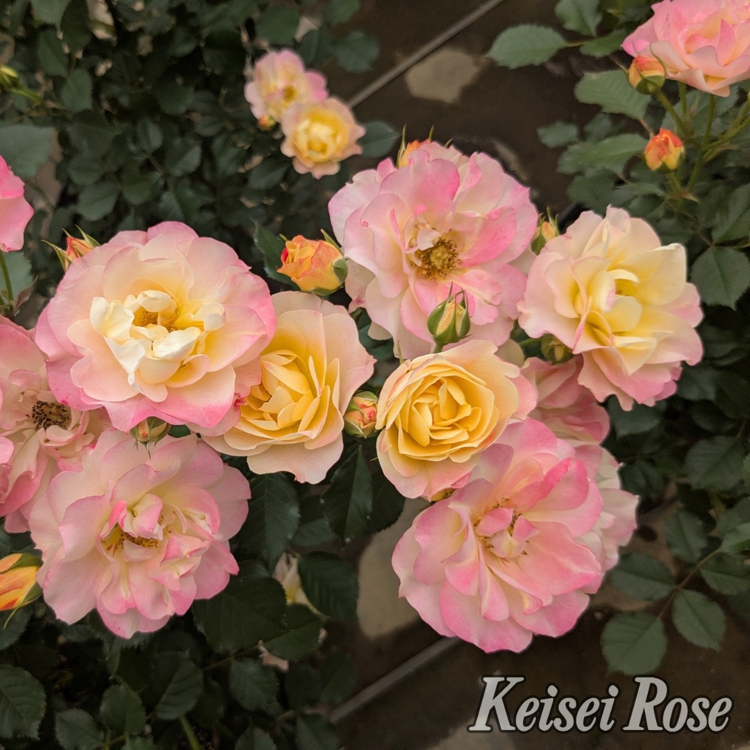 バラ苗 予約新苗 2026 シトリン ルージュ Citrine Rouge 国産ノイバラ