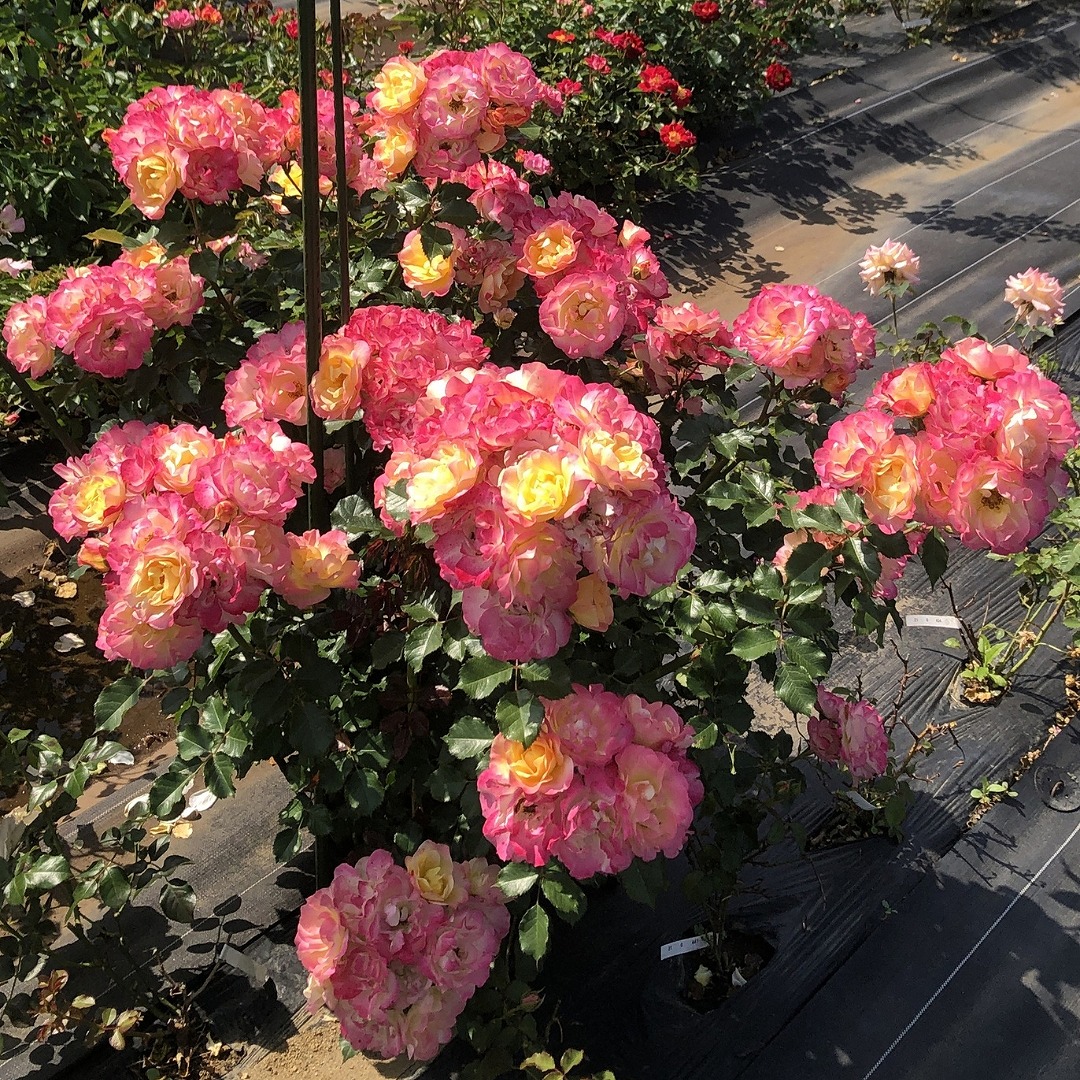 バラ苗 予約新苗 2026 シトリン ルージュ Citrine Rouge 国産ノイバラ