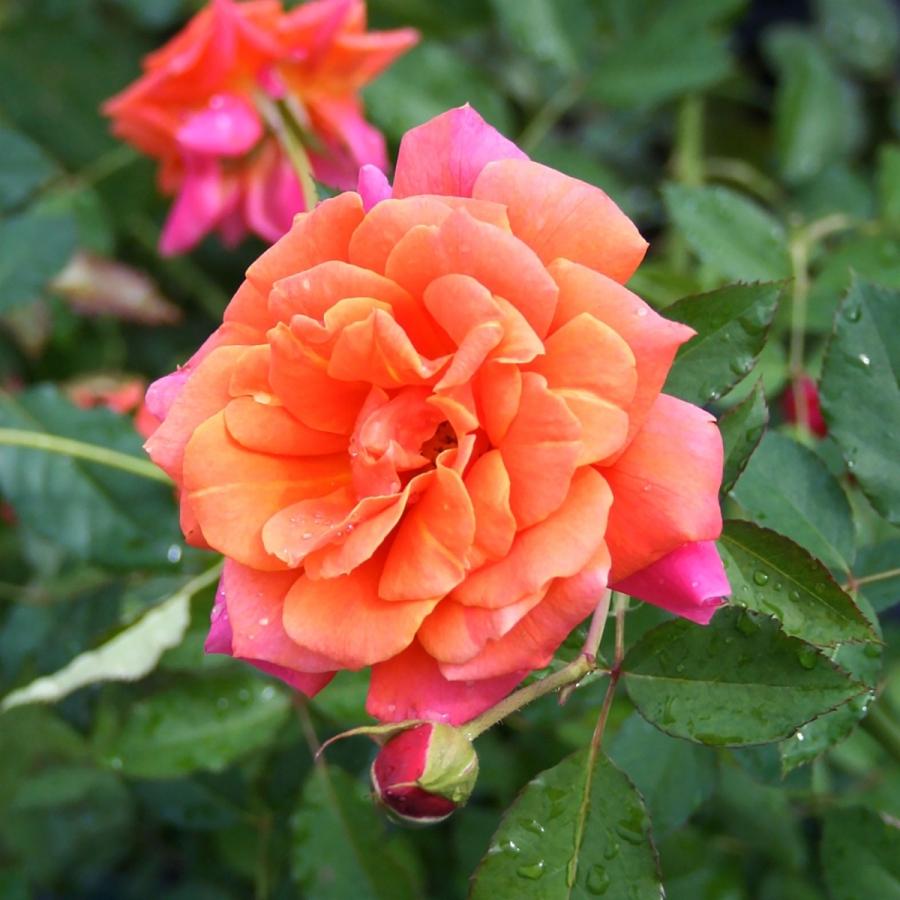 バラ苗 予約新苗 2026 ディズニーランド ローズ Disneyland Rose 国産