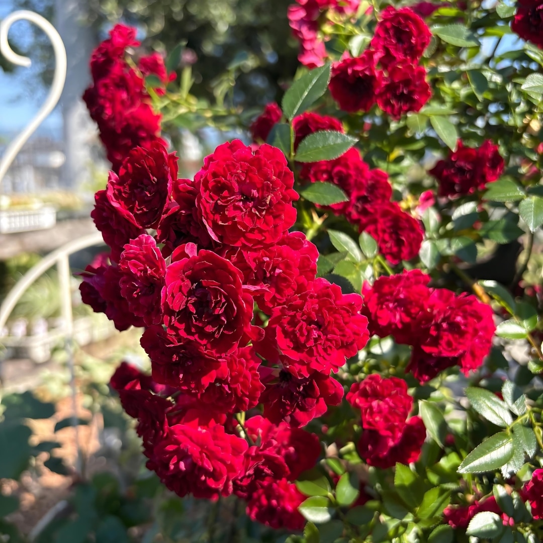 バラ苗 大苗 2026 春咲小紅 はるさきこべに 国産ノイバラ台木使用