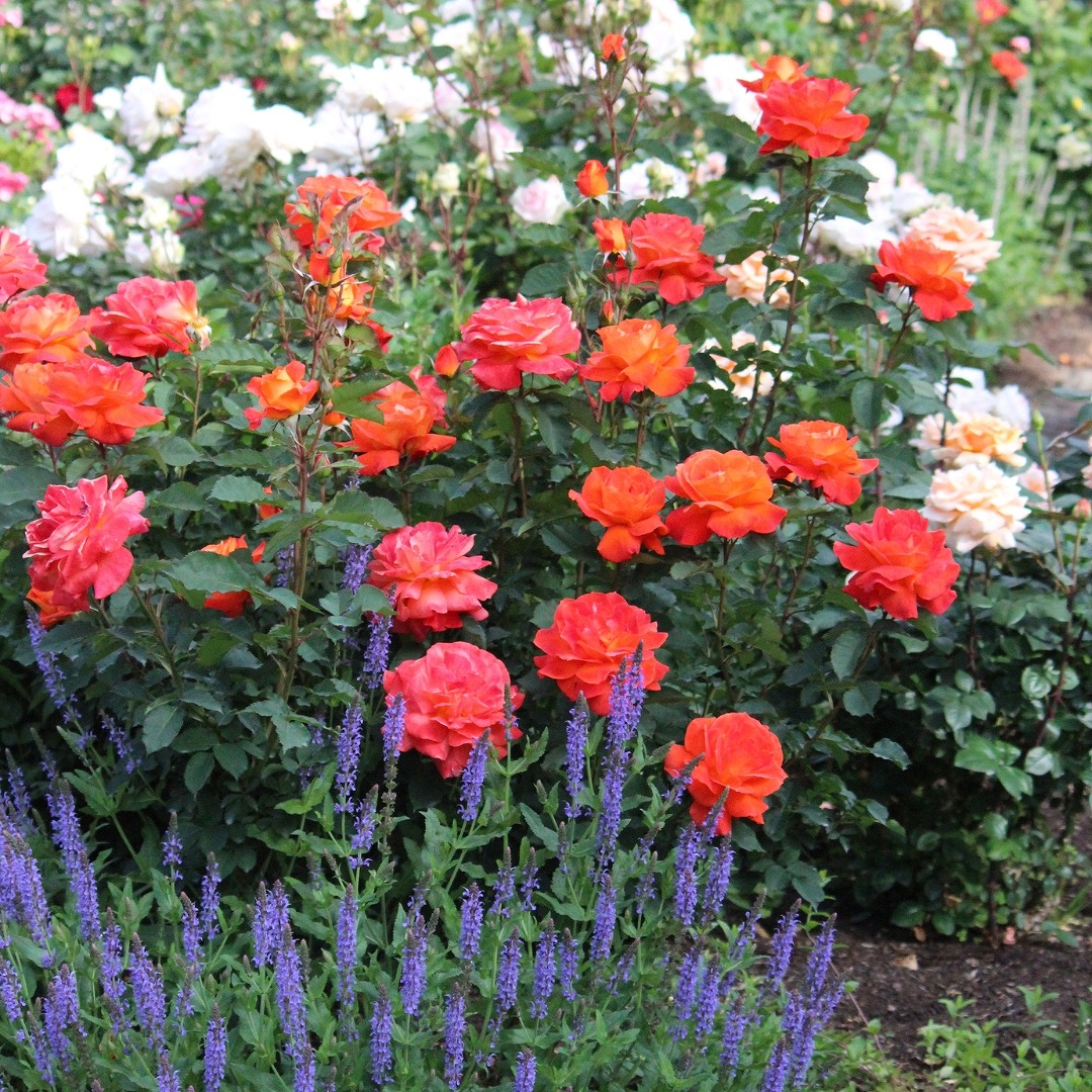 バラ苗 大苗 2026 スーパー トローパー Super Trouper 国産ノイバラ台