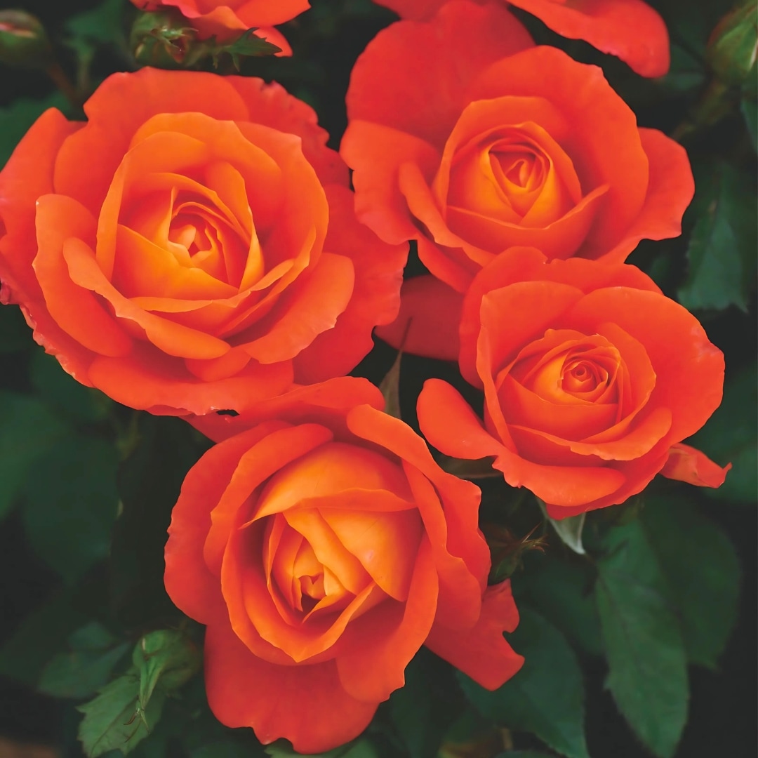 バラ苗 大苗 2026 スーパー トローパー Super Trouper 国産ノイバラ台