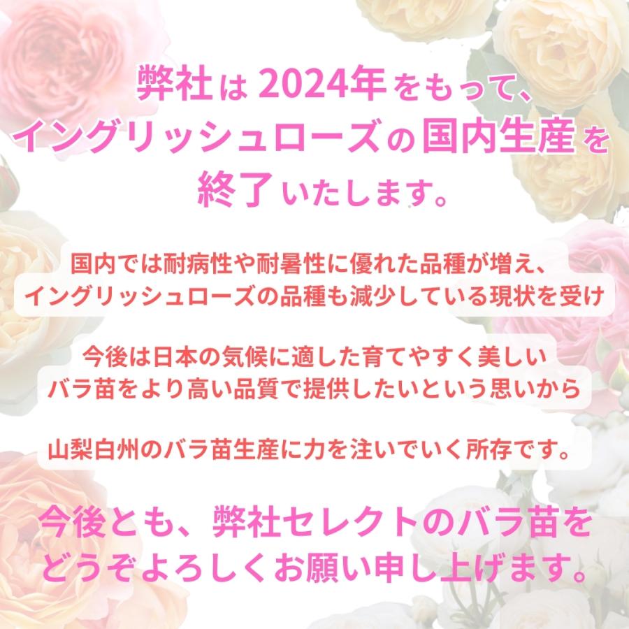 バラ苗 長尺苗 ブリングミーサンシャイン 国産ノイバラ台木使用 | 長尺