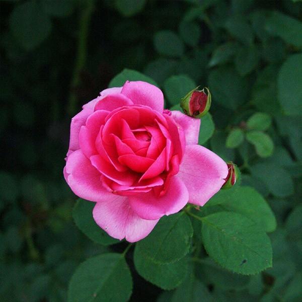 バラ苗 大苗 2026 リリカル Lyrical 国産ノイバラ台木使用 | 大苗 2026