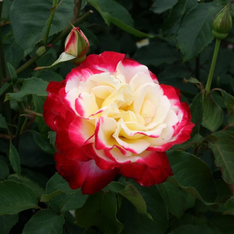 バラ苗 予約新苗 2026 ダブル デライト Double Delight 国産ノイバラ台