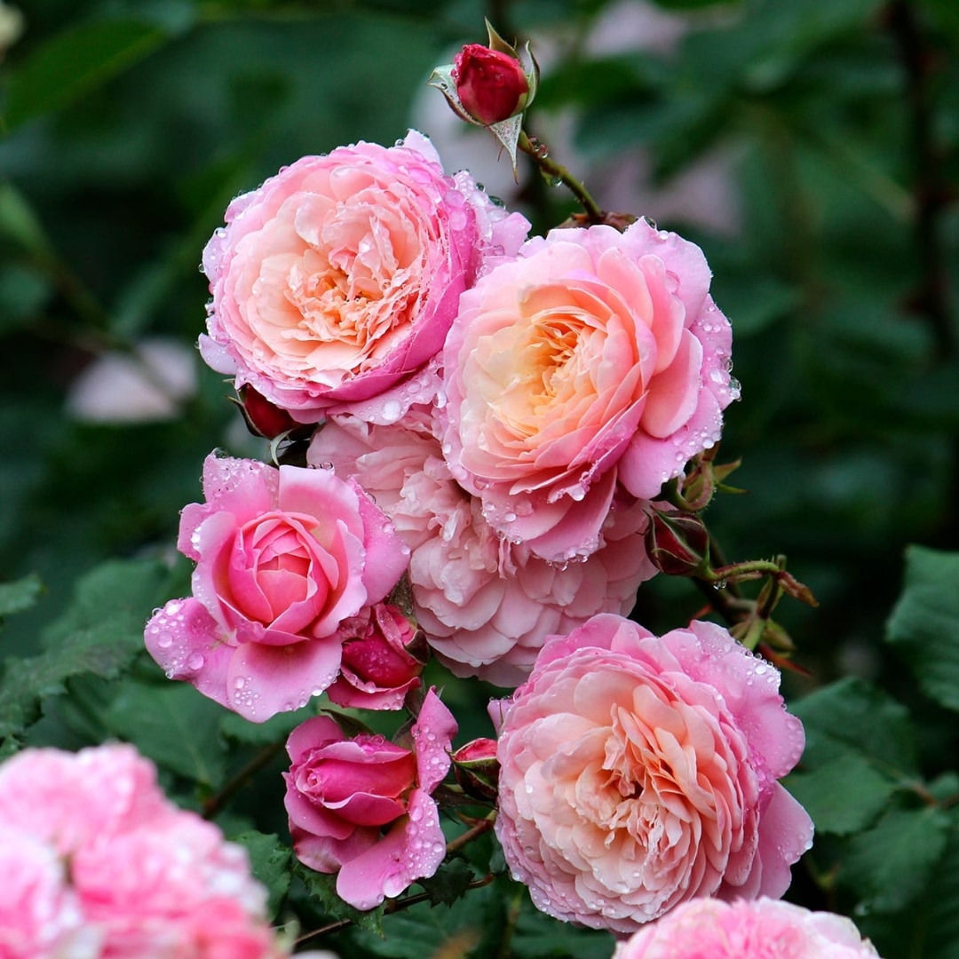 バラ苗 予約新苗 2026 プリ PJ ルドゥーテ Prix P.J. Redoute 国産