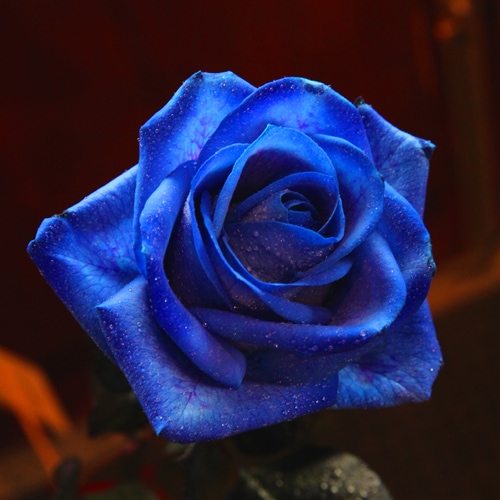 青いバラ 100本の花束 | 色から探す,青,青いバラ,生花,花束 | ROSESHOP