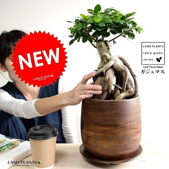 がじゅまる 楽天市場】【水耕栽培】 がじゅまる（幹太）キューブ型 ガラス容器