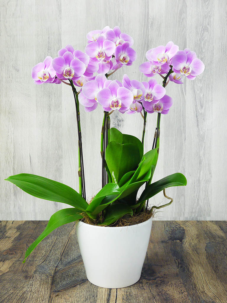 産地直送】椎名洋ラン園 ミディ胡蝶蘭5号鉢3本立ち｜淡いピンク系