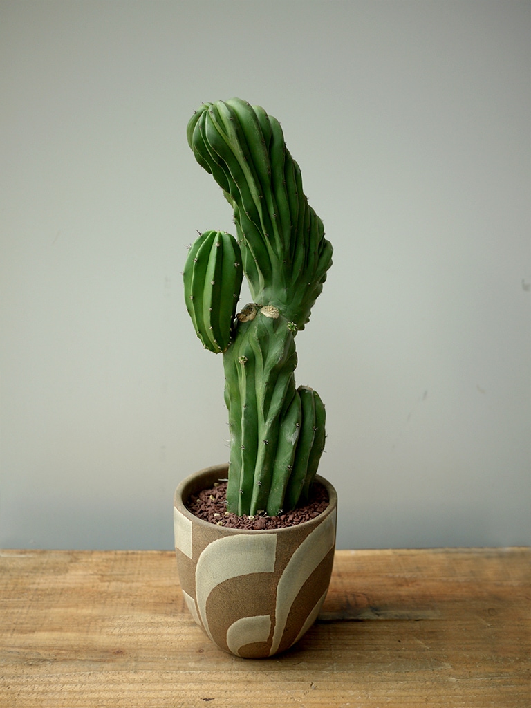 一点もの】サボテン 仙人閣 | スタイル,観葉植物 | レミルフォイユドゥ