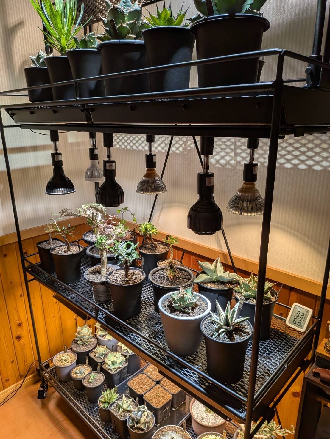 全段水受けトレー付き植物棚 ライティングレール ボタニカルシェルフ