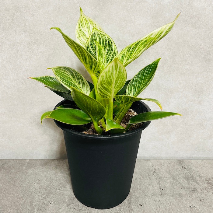 16_000000001494.jpg?1745475965