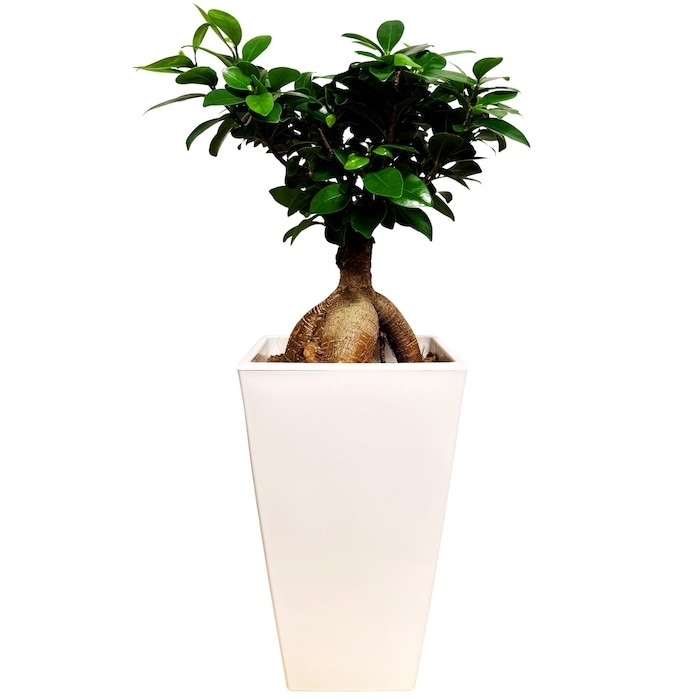 ガジュマル 観葉植物 6号鉢苗 大きいサイズ 鉢植え おしゃれな室内