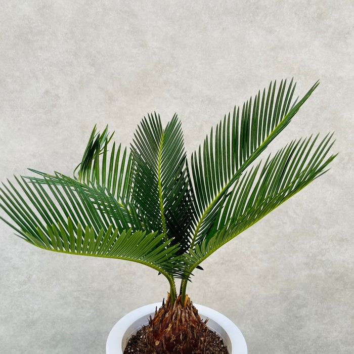 観葉植物 ソテツ 蘇鉄 6号鉢苗 縁起物 庭木 鉢植え 和風 和室 南国