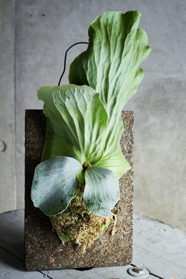 ビカクシダ エレファントティス | 観葉植物・その他植物 | NIKO FLOWERS+