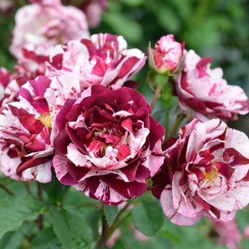 ニュー・イマジン（大苗）7号鉢植え バラ苗 《農林水産省 登録品種