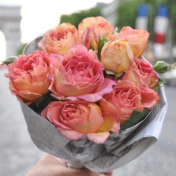 ラ・パリジェンヌ（大苗）7号鉢植え バラ苗 《農林水産省 登録品種