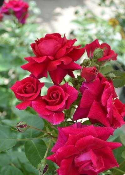 ラブストラック（大苗）7号鉢植え バラ苗 《農林水産省 登録品種