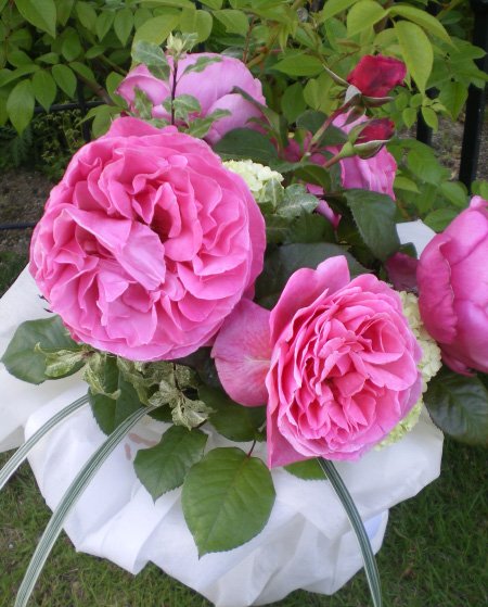 アライブ（大苗）7号鉢植え バラ苗 《農林水産省 登録品種》 四季咲き