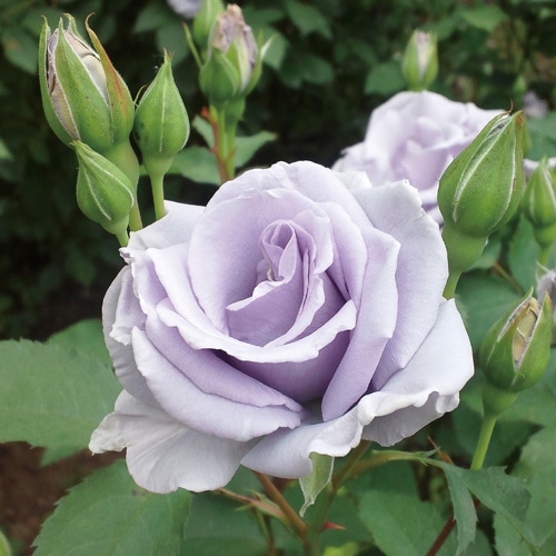 オンディーナ（大苗）7号鉢植え バラ苗 《契約品種》 四季咲き中輪房