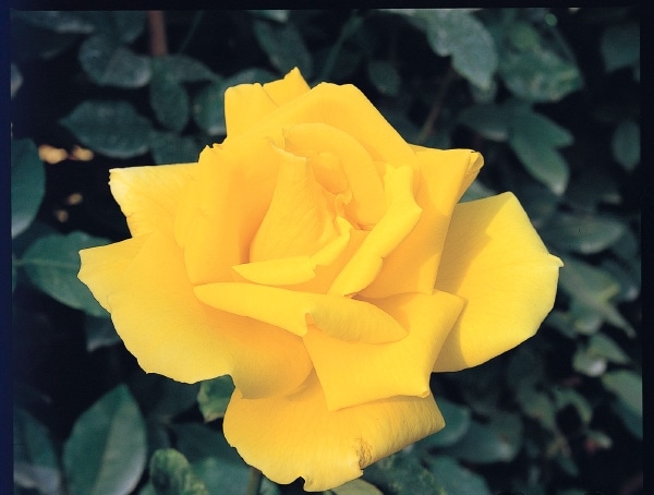 レアバラ苗 クリームイェロー 入手困難な8号鉢大苗 四季咲き レアバラ