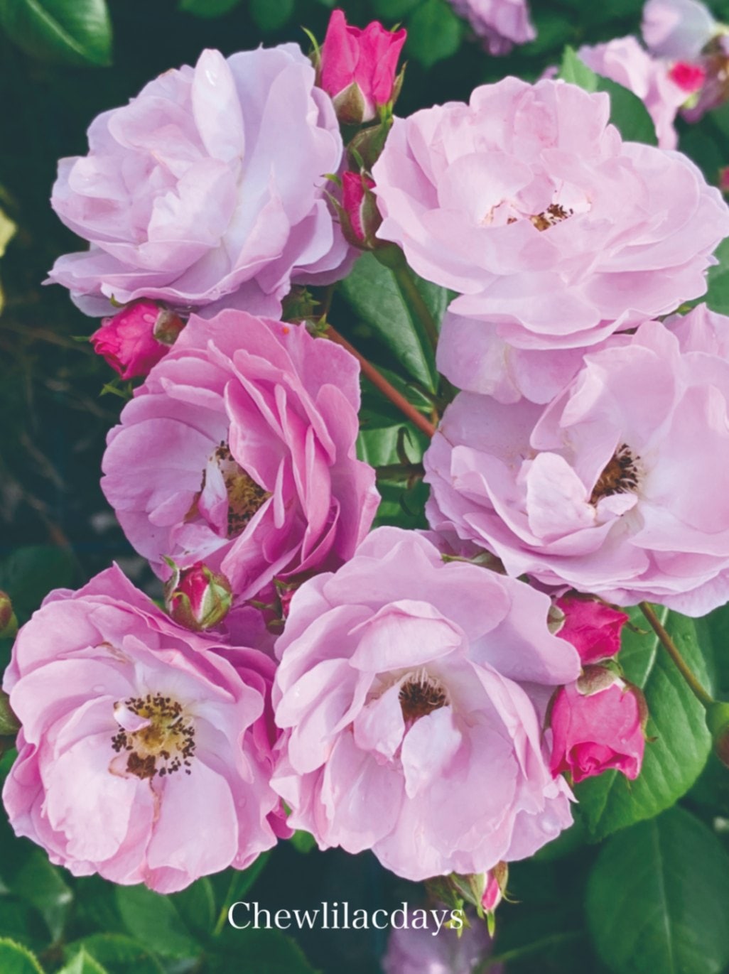 ライラック・デイズ（大苗）7号鉢植え つるバラ ワーナーズ・ローゼス