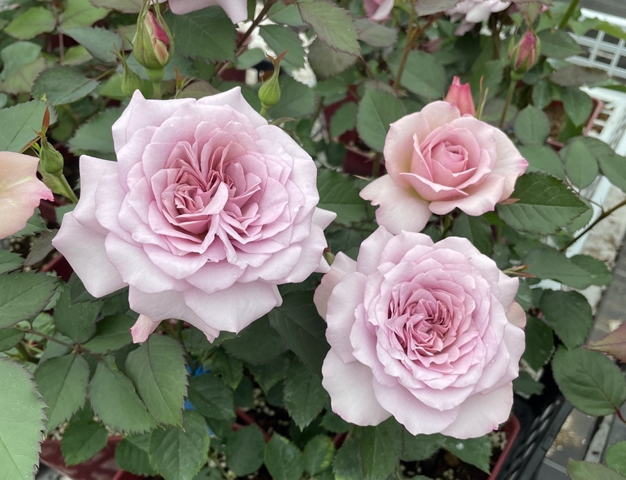 パルミラ（大苗）7号鉢植え バラ苗 ロサ・オリエンティス プログレッシ