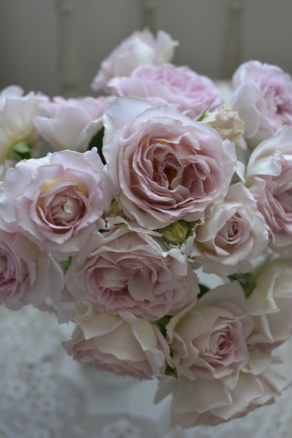 ピンク・ノック・アウト（大苗）7号鉢植え バラ苗 《農林水産省 登録